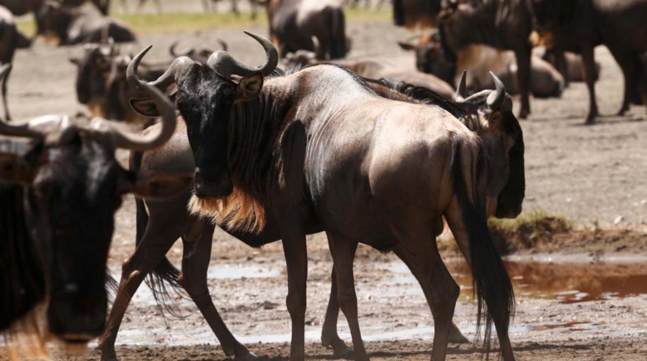 Wildlife Residence Tuvaila Bagian luar foto